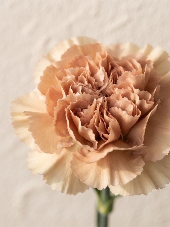 LEGE MARRONE VINTAGE PEACH CARNATIONS